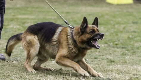 German Shepherd Barking, Dog Clicker Training, Dog Reference, Angry Dog, Bridal Jewelry Sets Brides, Reactive Dog, Dog Attack, Police Dog, Dog Poses