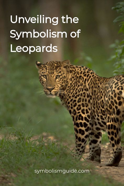 Leopard walking through a forest with text overlay about its symbolism. Leopard Facts, Powerful Animals, Spotted Leopard, Leopard Tattoos, African Mythology, Post Animal, Majestic Creatures, Spirit Animals, Animal Totems