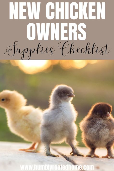 Are you a new chicken owner? Or maybe you're just preparing for new chicks? Grab this helpful checklist detailing all the supplies you'll need to raise your backyard chickens - all the way from chicks to adult birds! #backyardchickens #chicks #homesteading #newchickenowner Best Chickens For Beginners, Quick Chicken Coop, First Time Chicken Owner, Starting A Chicken Coop, Owning Chickens For Beginners, Chicken Care Backyard, Buying Chickens, Chicken Checklist, Raising Chickens Diy