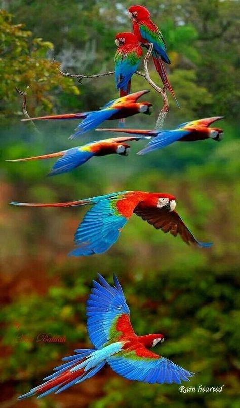 Burung Kakatua, Colorful Parrots, Birds And Butterflies, Nature Birds, Spanish Class, Exotic Birds, Tropical Birds, Pretty Birds, Bird Photo