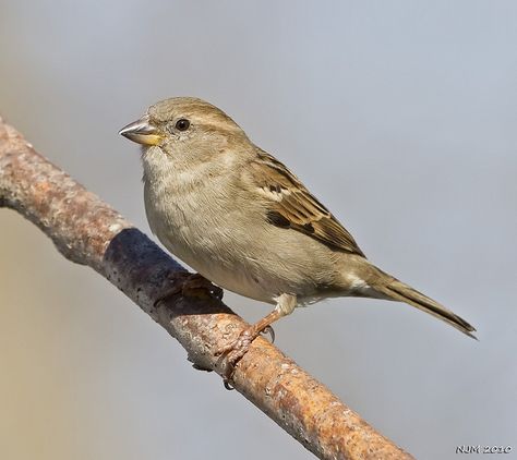 House Sparrow Female 21Feb10 by PictureOnTheWall, via Flickr Sparrow Reference, Drawing Sparrow Birds, Sparrow Logo, Birds Sparrow, Female Sparrow, Sparrow Drawing, Female House Sparrow, South African Sparrow, House Sparrow