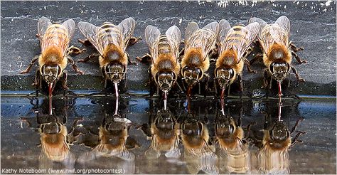 Foto Macro, Buzzy Bee, National Wildlife Federation, I Love Bees, Bees And Wasps, Bee Friendly, Bee Mine, Beautiful Bugs, Wildlife Photos