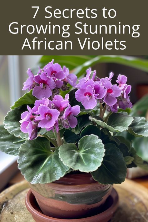 7 Secrets to Growing Stunning African Violets Growing African Violets Indoors, How To Grow African Violets, African Violet Care, African Violet, African Violets, Growing Flowers, Healthy Plants, Indoor Garden, Indoor Plants