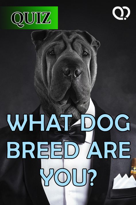 Which dog breed fits your personality? The #dogbreedquiz will find out! Dog Quizzes, Dog Breed Quiz, Dog Quiz, Aggressive Dog Breeds, Color Personality Test, Batman Dog, What Kind Of Dog, Dog Suit, Dog Personality