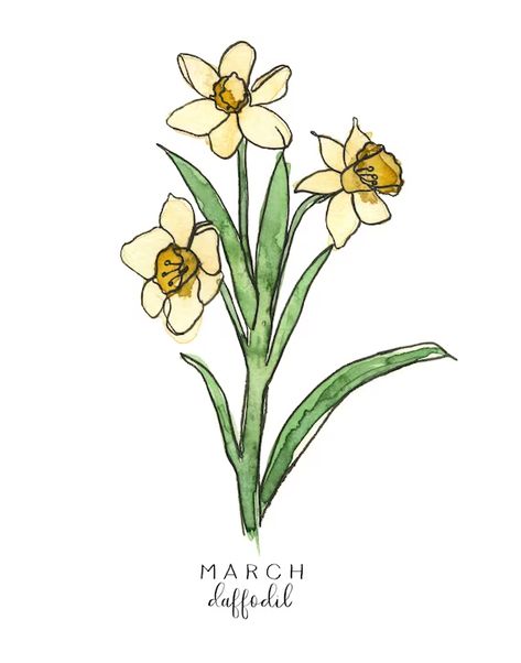 Winnie The Pooh Drawing, March Birth Flowers, March Birthday, Daffodil Flower, Flower Sketches, Birthday Flowers, Birth Flowers, Daffodils, Flower Drawing