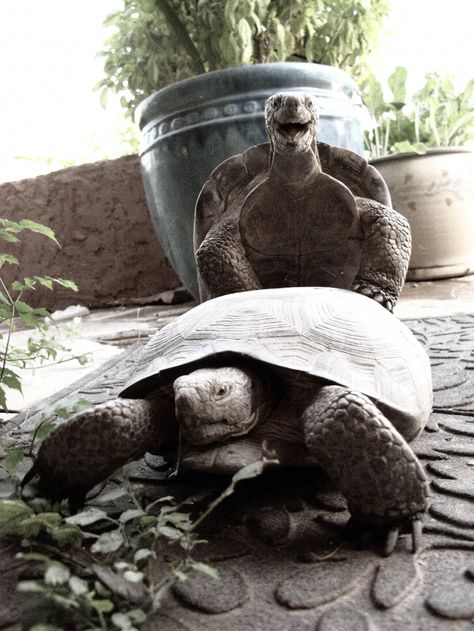 Happy old man :-D Happy Turtle, I Like Turtles, Turtle Time, Turtles Funny, Funny Cute Animals, Tortoise Turtle, Turtle Love, Cute And Funny Animals, Funny Times