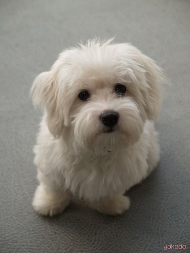 maisie17 | Coton de tulear | yokodo28 | Flickr Cotton De Tulear, Coton De Tulear Puppy, Coton De Tulear Dogs, Havanese Puppy, Bichon Havanais, Puppy Cut, Coton De Tulear, Dog Stroller, Havanese Puppies