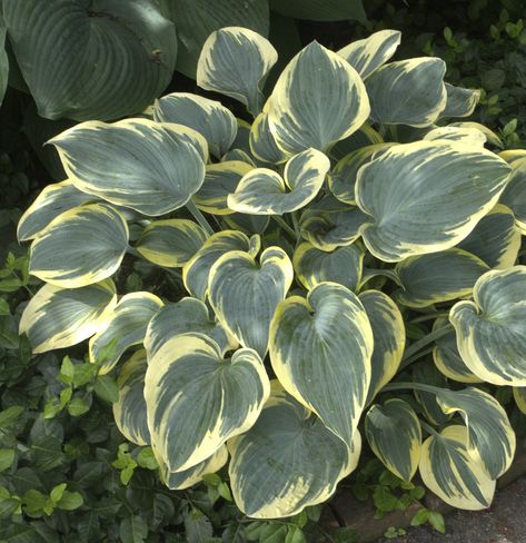 15 Impossible-to-Kill Outdoor Plants | If you’re dealing with a backyard that’s both shady and dry, the hosta is one of the few plants that will be happy to call it home. Growing to about 16 inches tall and 30 inches wide, a group of hostas can help fill the space in a low-light garden.  #gardening #outdoorplants #hardyplants #realsimple Plants That Repel Bugs, Outdoor Gardens Landscaping, Chicago Botanic Garden, Gardening Inspiration, Cottage Rose, Backyard Gardening, Survival Gardening, Front Yards, Shade Perennials