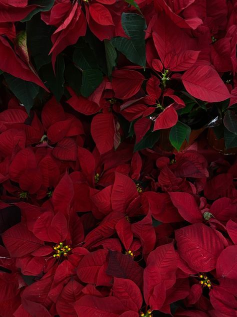 Thiss little flower plants that everyone has around christmas time Christmas Flower Aesthetic, Christmas Flowers Aesthetic, Poinsettia Aesthetic, Christmas Flowers Poinsettia, Winter Lockscreen, Red Christmas Flower, James Aesthetic, Christmas Chronicles, Christmas Layout