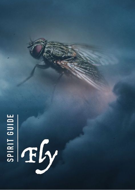 For something so light and tiny, the fly spirit animal holds so much meaning and provides so many intuitive insights about life. This is because the fly symbolism shows many great ways to understand the world and discover your purpose. Click on the link to read all about it! Fly Symbolism, Spirit Animal Meaning, Animal Meanings, Dream Meanings, The Fly, Spirit Guides, Spirit Animal, About Life, To Read