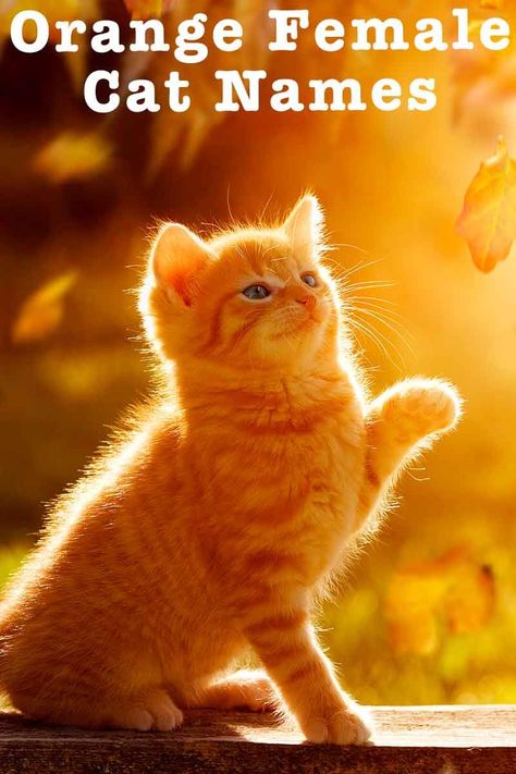 orange female cat names Female Name Ideas, Orange Cat Names, Ginger Cat Names, Tabby Cat Names, Getting A Kitten, Ginger Kitten, Female Cat, Orange Kittens, Cat Call