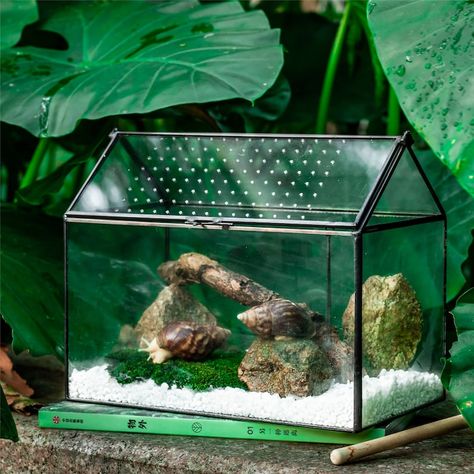 NCYP Large Handmade Geometric Glass Close Terrarium Box House | Etsy Close Terrarium, Snail Terrarium, Unique Terrarium, Pet Snails, Bell Gardens, Creative Planter, Terrarium Ideas, Dry Branch, Beautiful Terrariums