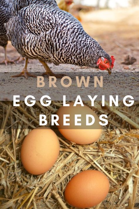 This is a list of the best chicken breeds that lay brown eggs. There's no difference between brown and white eggs, but if you want to add more brown eggs to your kitchen, these are the varieties of egg laying hens you'll want to add to your flock. Best Chickens For Eggs, Chickens Backyard Breeds, Alaska Garden, Chicken Breeds For Eggs, Chicken Tips, Best Laying Chickens, Urban Chicken, Garden Critters, Laying Chickens Breeds