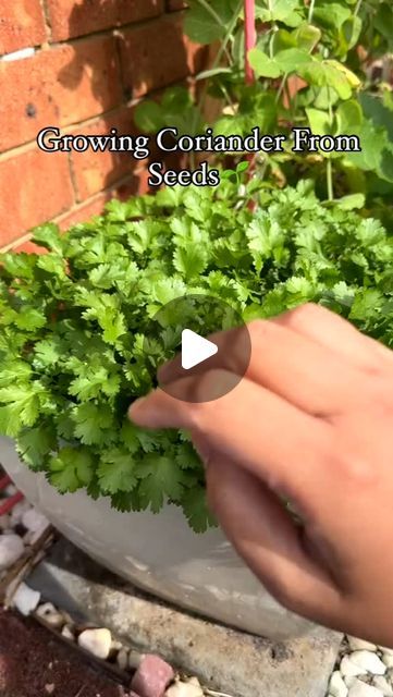 Gardening | Housewife on Instagram: "How to grow Coriander/ Cilantro from seeds in pot🍀🌿
#plant #plantbased #plants #plantlover #plantsofinstagram #plantsmakepeoplehappy #plantas #plantlife #plantbaseddiet #plantpower #plantmom #plantlove #plantpowered #plantlady #plantaddict #plantmedicine #plantgang #plantcollection #plantstagram #plantsplantsplants #plantsmakemehappy #plantslover #backyardgarden #garden #gardening #gardenings #gardeninglife #gardeningtips" Coriander Plant At Home, Grow Coriander At Home, How To Grow Coriander, Coriander Plant, Growing Coriander, Budget Home Decor, Diy Home Decor On A Budget, Plant Powered, Plant Mom