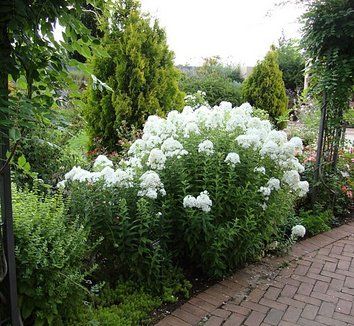 Phlox paniculata 'David' 1 flower, form White Phlox Flower, Phlox Landscaping, Phlox Flower Perennial Plant, Phlox David, Phlox Plant, Xeriscape Plants, Phlox Flowers, Phlox Paniculata, Garden Answer