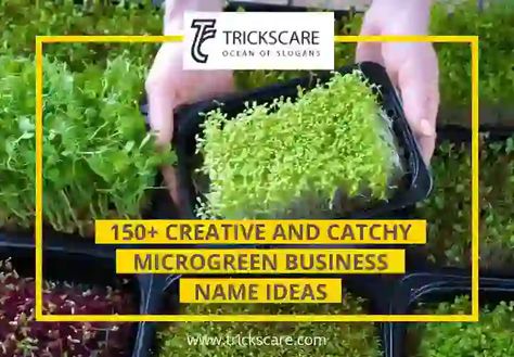 Are you passionate about microgreens and planning to start your own microgreen business? One of the crucial steps in establishing a solid brand identity is choosing the right business name. Microgreen Business, Business Name Ideas, Micro Greens, Names Ideas, Brand Voice, Green Business, Name Ideas, Team Player, Creating A Blog