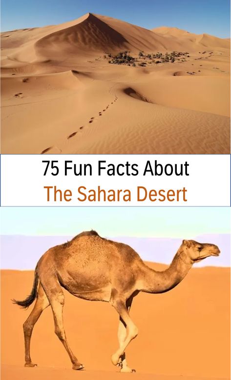 Over 75 fun facts about the Sahara Desert, learn more about its geography, plants, animals, people, cultures, legends, and so much more! #funfacts #sahara #desert Sahara Desert Diorama, Sahara Desert Animals, School Diorama, Desert Diorama, Desert Biome, Land Animals, Deserts Of The World, Hot Desert, Desert Environment