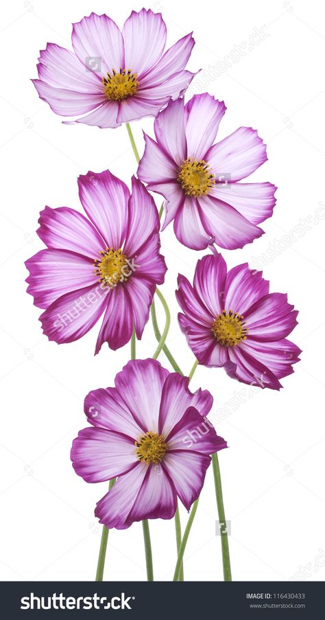 Studio Shot of Magenta Colored Cosmos Flowers Isolated on White Background. Large Depth of Field (DOF). Macro. Cosmos Plant, Summer Blooming Flowers, Cosmos Flowers, Botanical Art Prints, 수채화 그림, Flower Display, Flower Art Painting, Art Prints For Home, Digital Flowers