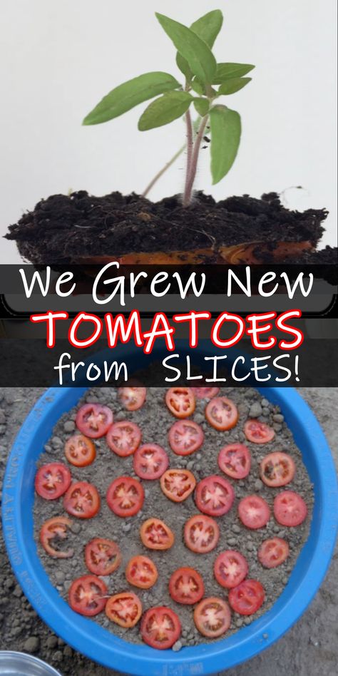 Grow Tomatoes From Slices, Growing Tomatoes From Tomato Slices, Grow Tomatoes Indoors, Growing Vegetables From Seeds, Tomatoes Garden, Gardening Tomatoes, Growing Tomato, Growing Tomatoes From Seed, How To Grow Tomatoes