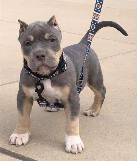 American Bully Puppy, Cute Pitbull Puppies, American Bully Dog, Bully Puppy, Pitbull Dog Puppy, Pitbull Dog Breed, Bully Breeds Dogs, Dog Mommy, Scary Dogs