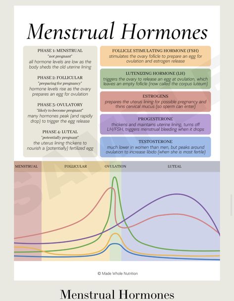 Hormone Nutrition, Period Blood, Woman Health, Healthy Hormones, Feminine Health, Menstrual Health, Happy Hormones, Hormone Health, Health Knowledge