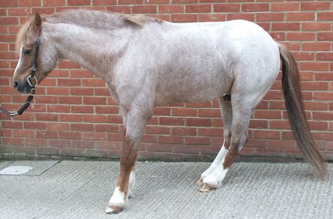 Laminitis - Everything You Need to Know Lameness In Horses, Horse Owner, Horse Care, Pet Health, Horses