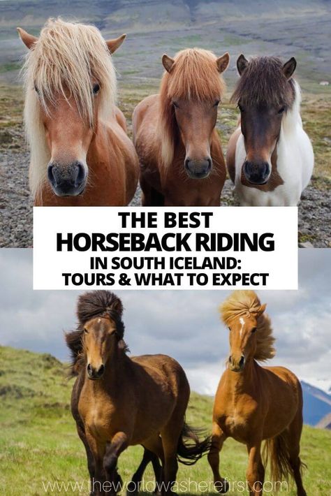 The perfect guide for finding the best horseback riding in Iceland or for learning more about the distinctive Icelandic horse. Iceland Horseback Riding, Icelandic Horse Riding, Icelandic Ponies, Skaftafell Iceland, Iceland Horses, Iceland With Kids, Horseback Riding Vacations, Horse Travel, West Iceland