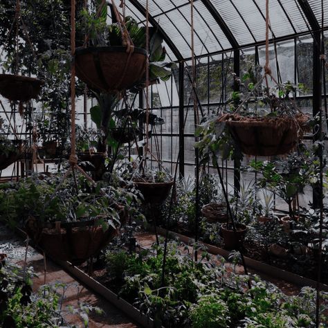 Dark Academia Greenhouse, Dark Greenhouse, Dark Academia Plants, Herbology Aesthetic, Taxidermy Aesthetic, Botanical Academia, 1900s Aesthetic, Harry Potter Plants, Dark Academia Green