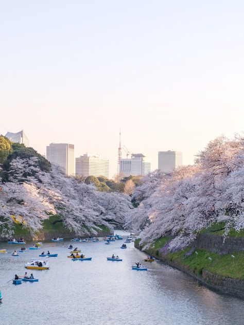 Tokyo Travel Guide | Condé Nast Traveler Japan Beach, Things To Do In Tokyo, Japan Travel Destinations, Tokyo Travel Guide, Spring In Japan, Japan Spring, Japan Cherry Blossom, Cherry Blossom Japan, Japan Destinations