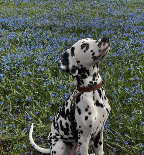 in awe Dalmatian Aesthetic, Dalmatian Puppy, Dalmatian Dog, Dalmatian Dogs, Pretty Dogs, Pretty Animals, Cute Animal Photos, Animal Photo, Cute Little Animals