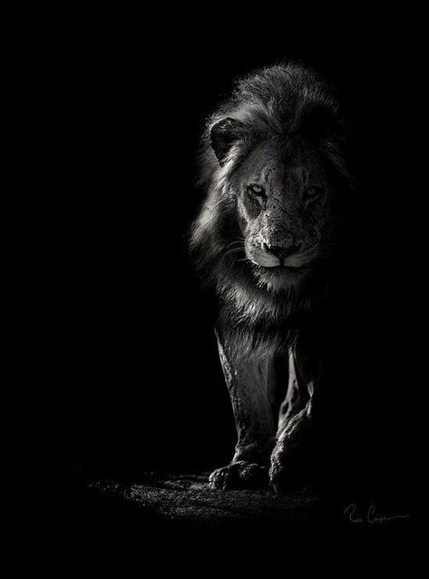 African Wildlife Photography, Animal Photography Wildlife, Black And White Lion, Lion Photography, Lions Photos, Lion Love, Lion Wallpaper, Black Lion, Lion Images