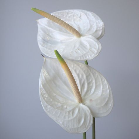 Tropical White Wedding, Green Anthurium, Light Yellow Weddings, White Anthurium, Anthurium Bouquet, Contemporary Wedding Decor, White Tropical Flowers, Green And White Wedding Flowers, Flower List