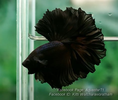 Black Betta Fish, Betta Fish Types, Fish Tank Terrarium, Pretty Fish, Betta Fish Tank, Beautiful Snakes, Fish Drawings, Exotic Fish, Fish Tanks