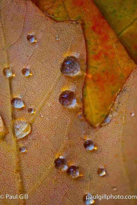 Maple leaf dew | Dew drops on yellow and red maples along Wo… | Flickr Maple Water, Red Maple, Dew Drops, Yellow Leaves, All Rights Reserved, Maple Leaf, Arizona, Yellow, Water