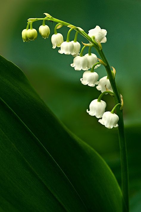 Lily Of The Valley Flowers, Valley Flowers, Foliage Plants, Flower Beauty, Flowers Nature, Beautiful Blooms, Flower Pictures, Lily Of The Valley, Love Flowers