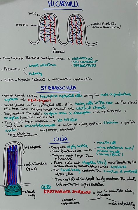 Microvilli, Stereocilia, Cilia Cell Membrane, Boy And Girl Best Friends, The Cell, Girls Best Friend, Medicine, Best Friends, Bullet Journal, Quick Saves