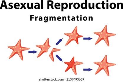 Asexual reproduction fragmentation with starfish illustration The Gift Of Magi, Starfish Illustration, Asexual Reproduction, Body Anatomy, 3d Objects, Starfish, Anatomy, Vector Free, Royalty Free Stock Photos