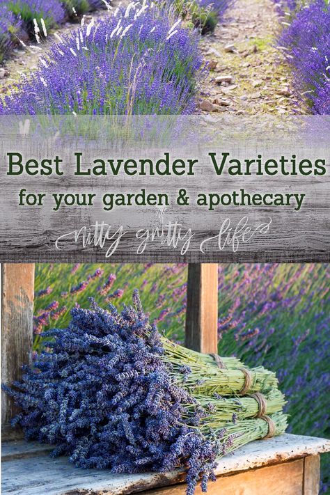 Herbalist Garden, Growing Herbs In Pots, Home Apothecary, Grow Lavender, Garden Lavender, Spanish Lavender, Lavender Varieties, Shed Garden, Lavender Plants