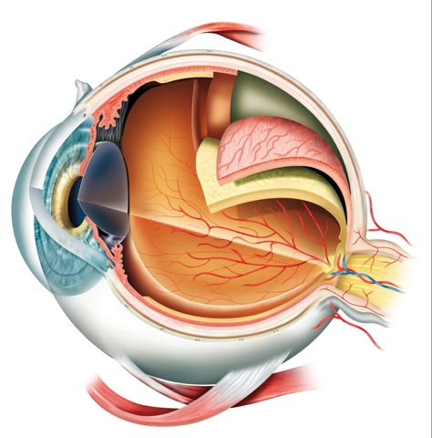 Kroppen Opthalmic Technician, Eye Anatomy, Parts Of The Eye, Eye Illustration, Eye Infections, Medical Training, Qi Gong, Medical Illustration, Eye Health