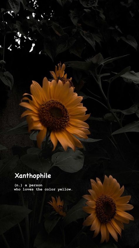 Dark Sunflower Aesthetic, Dark Yellow Wallpaper, Maroon Sunflower, Dark Sunflower, Yellow Aesthetic Pastel, Sunflower Photography, Sunflowers Background, Romantic Wallpaper, Fairy Wallpaper