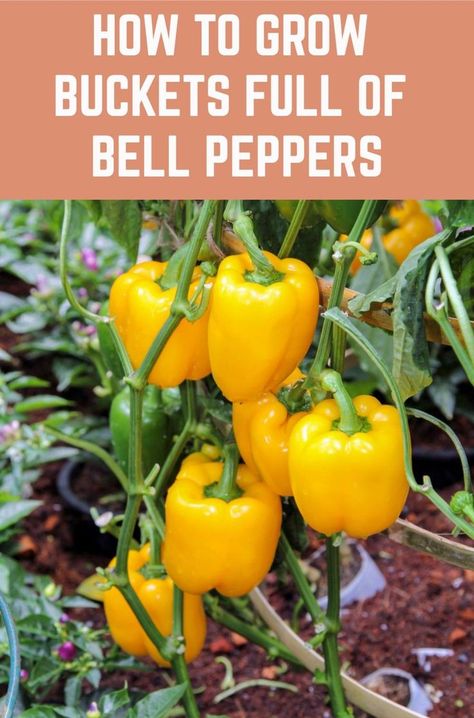 Growing Bell Peppers, Growing Peppers, Vegetable Garden Diy, Pepper Plants, Garden Veggies, Veg Garden, Home Vegetable Garden, Container Gardening Vegetables, Garden Yard Ideas