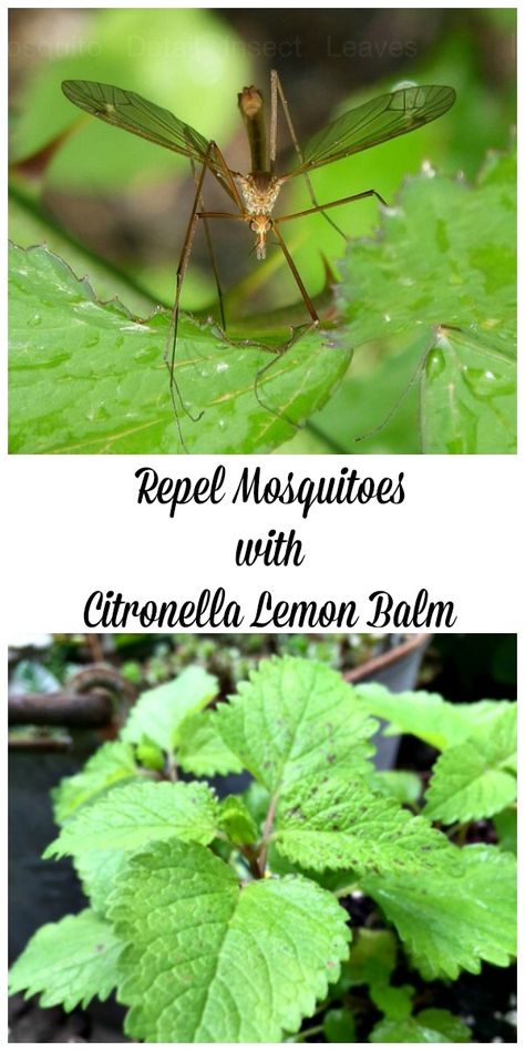 Lemon Balm Plant, Repel Mosquitos, Shady Garden, Plant Types, Diy Herb Garden, Herb Gardens, Herb Garden Design, Herb Gardening, Fruit Flies