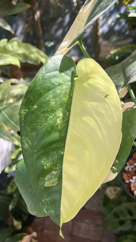 Variegated Syngonium, Variegated Plants, Rare Plants, Tropical Plants, Variegated Aroids, Variegated Chiapense, House Plants Variegated Syngonium, Plants Tropical, Variegated Plants, Plant Aesthetic, Rare Plants, Tropical Plants, Very Rare, House Plants, Plants