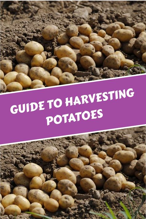 Discover the perfect timing and method for harvesting your homegrown potatoes in your personal garden. Explore an array of potato varieties and their respective ideal harvesting periods. Uncover the secrets to enjoying the freshest produce straight from your backyard. When To Plant Potatoes, Harvest Potatoes, Harvesting Potatoes, Grow Lemongrass, Personal Garden, Potato Varieties, Canned Potatoes, Backyard Farm, Planting Potatoes