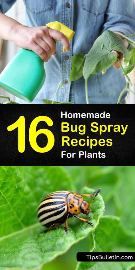 Homemade Bug Spray Recipe, Garden Bug Spray, Bug Spray For Plants, Homemade Insecticide, Homemade Bug Spray, Diy Bug Spray, Bug Spray Recipe, Regrow Vegetables, Mosquito Repelling