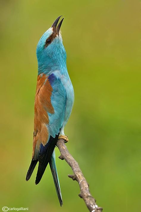 Ghiandaia marina - Roller Indian Roller Bird, Altamira Oriole, Caracara Bird, Costa Rica Birds Tropical, Ontario Birds, Most Beautiful Birds, Kinds Of Birds, Pretty Birds, Birdy