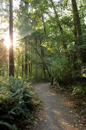 Pioneer Park | Mercer Island, Washington Mercer Island Washington, Sea Pines Forest Preserve, Landmark Forest Adventure Park, Park Forest, Mercer Island, Conifer Trees, Park Trails, Arbour Day, Parks N Rec