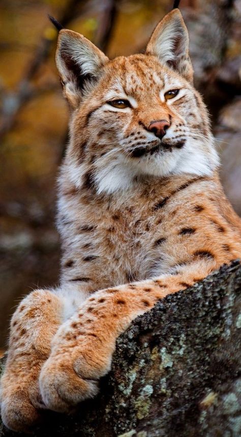 Lynx Wallpaper, Pancakes Yogurt, Cat Heaven, Animal Instinct, Face Features, Exotic Cats, Painting Nature, Cat Pose, Pretty Animals