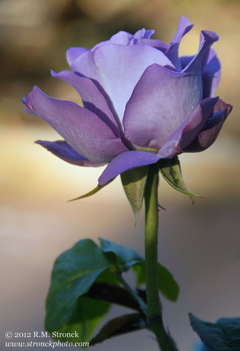 https://flic.kr/p/bBfzMS | Royal Amethyst hybrid rose | [Royal_Amethyst41296] Rose Belle, Rose Violette, Coming Up Roses, Love Roses, Colorful Roses, Hybrid Tea Roses, Purple Rose, Tea Roses, Love Rose