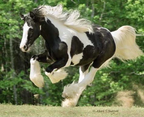 Romani Vanner Horse, Cheval Pie, Vanner Horse, Funny Horse Pictures, Animal Study, Farm Photo, Half Brother, Most Beautiful Animals, All The Pretty Horses